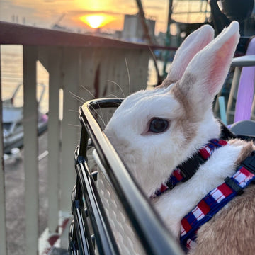 夕陽下的兔兔坐在電輔車前貨籃望向海景，輕巧直覺的操控設計，非常適合帶毛孩一起出門。